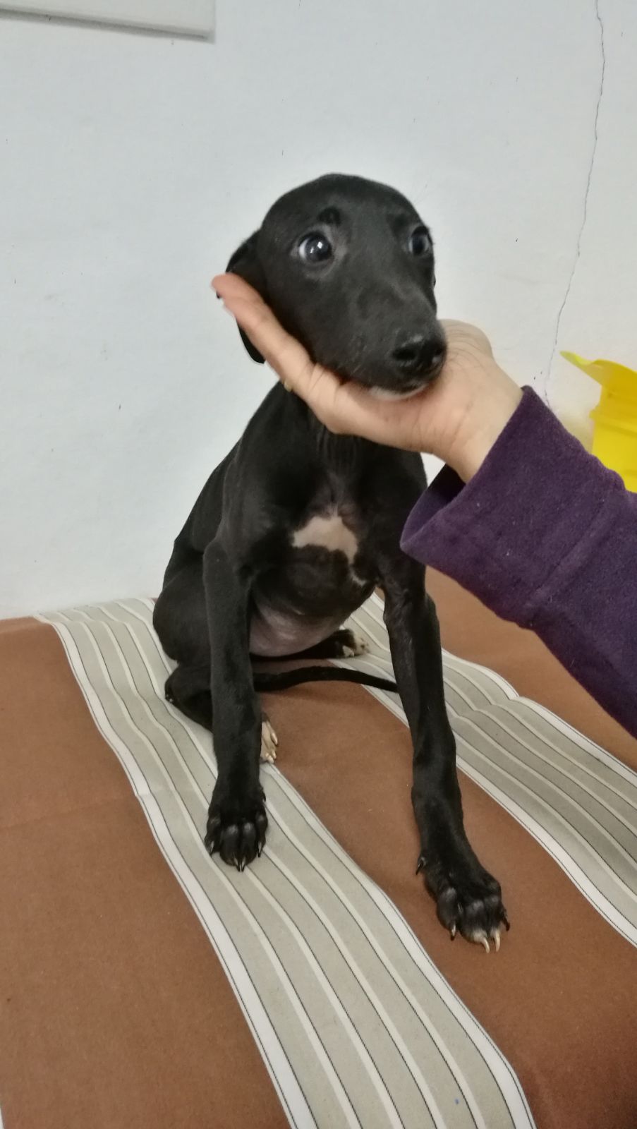 Mirta