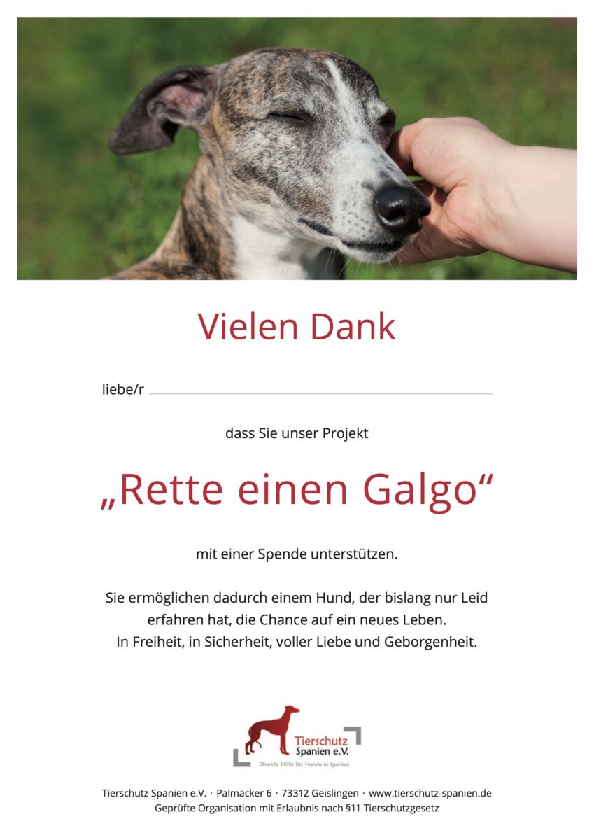 Rette einen Galgo