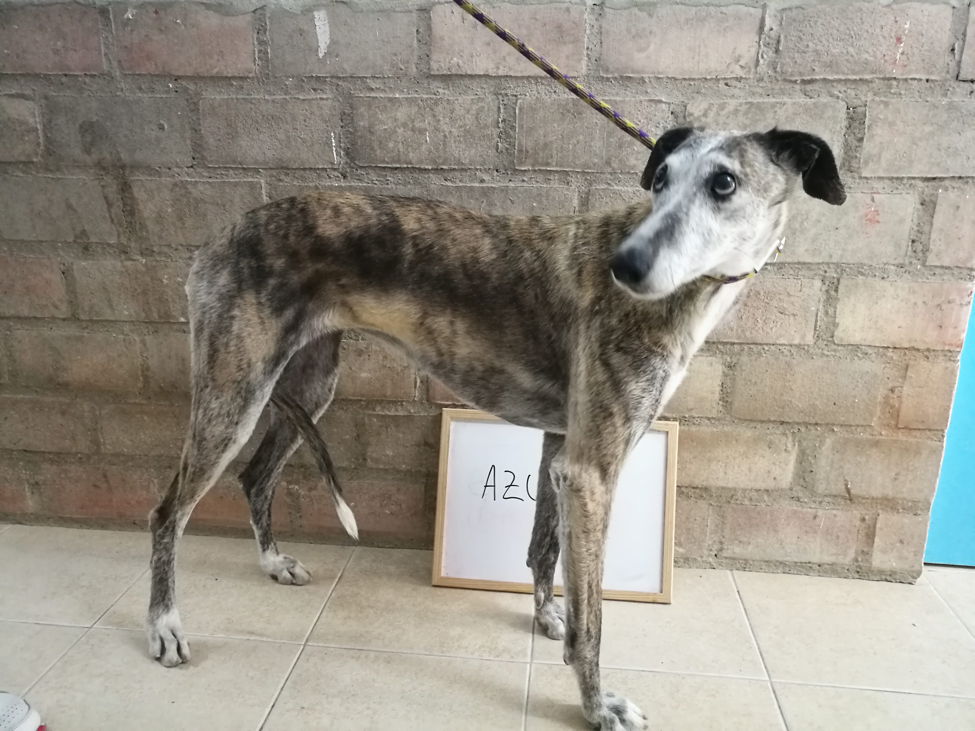 Azul