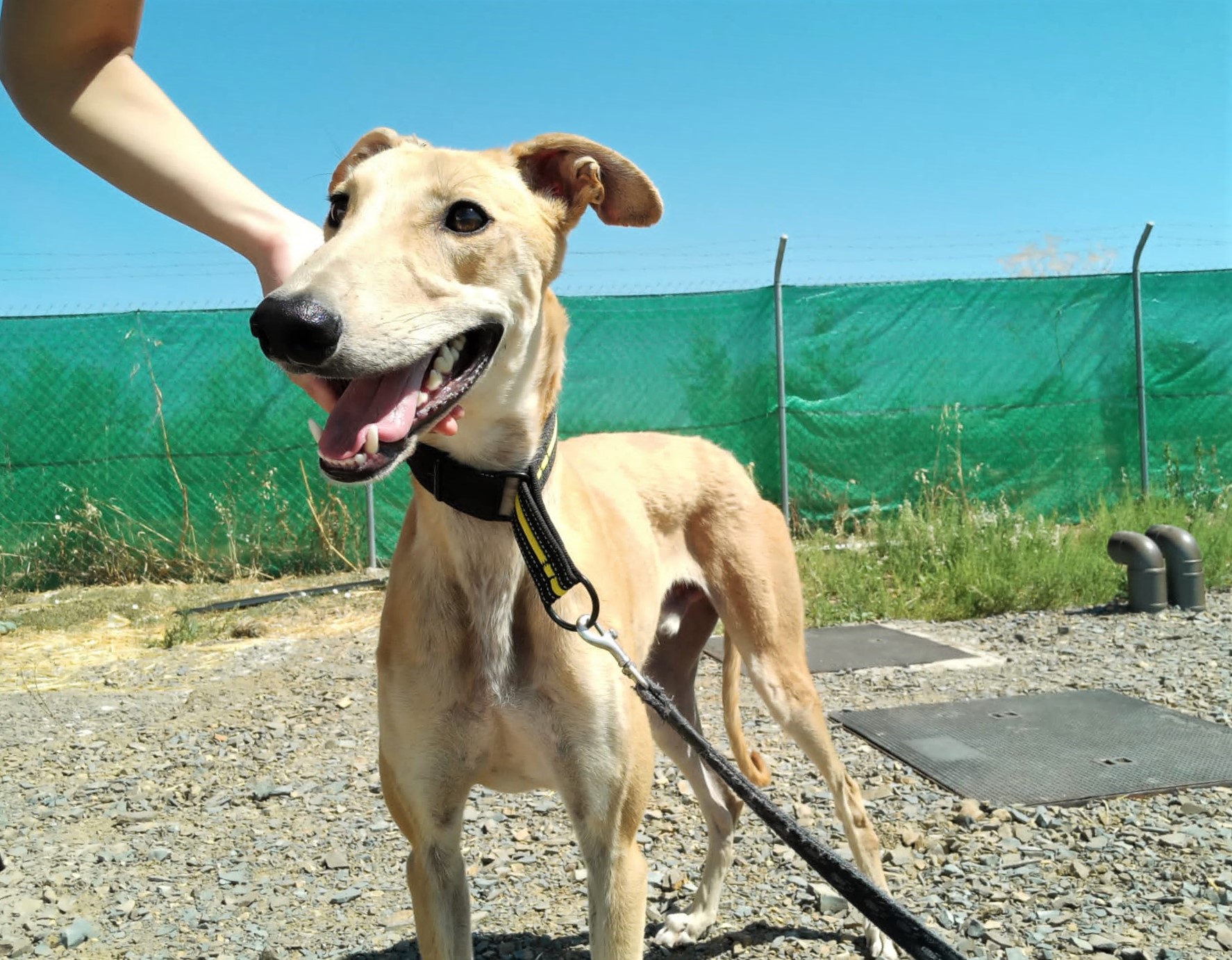 Sancho Tierschutz Spanien E V 