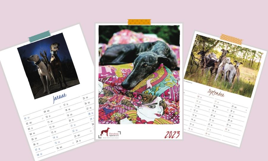 Wir suchen die schönsten Hundefotos für unseren Kalender 2024!