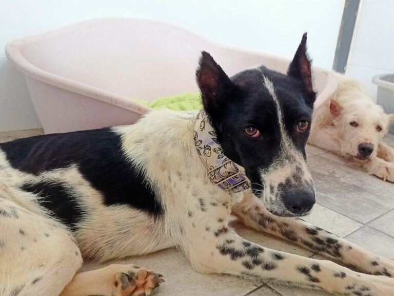 Cami
