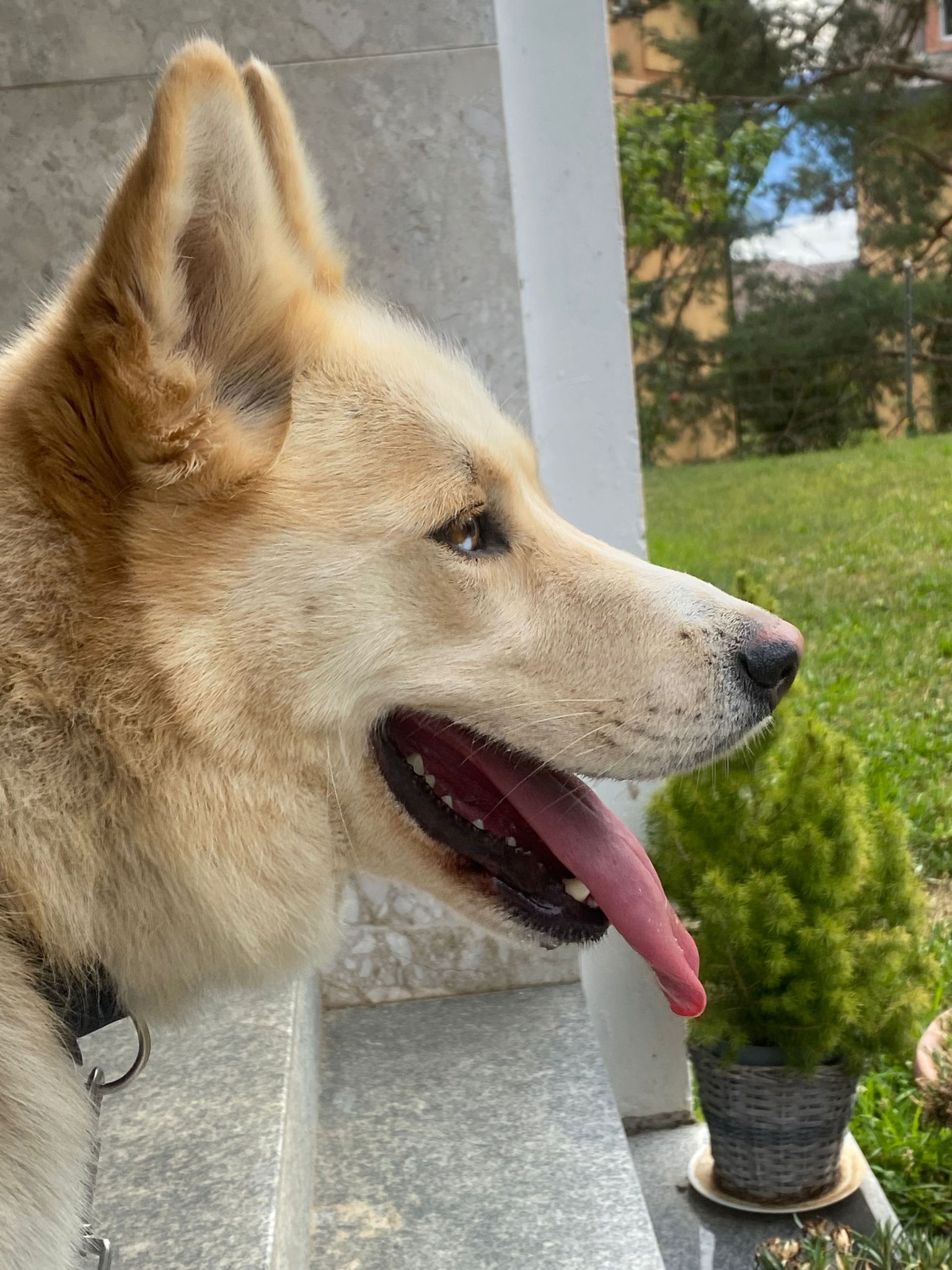 Leo