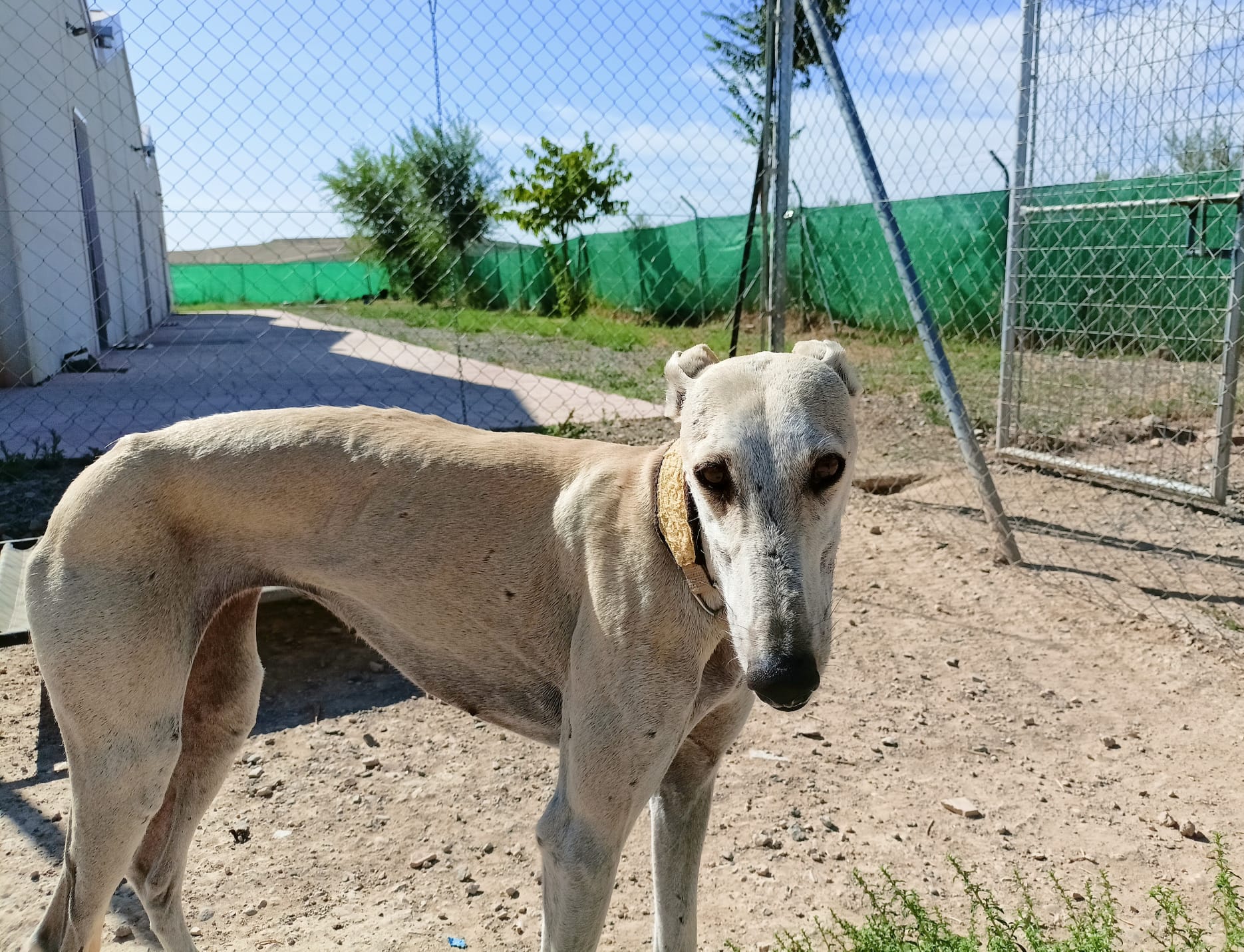 Almendra
