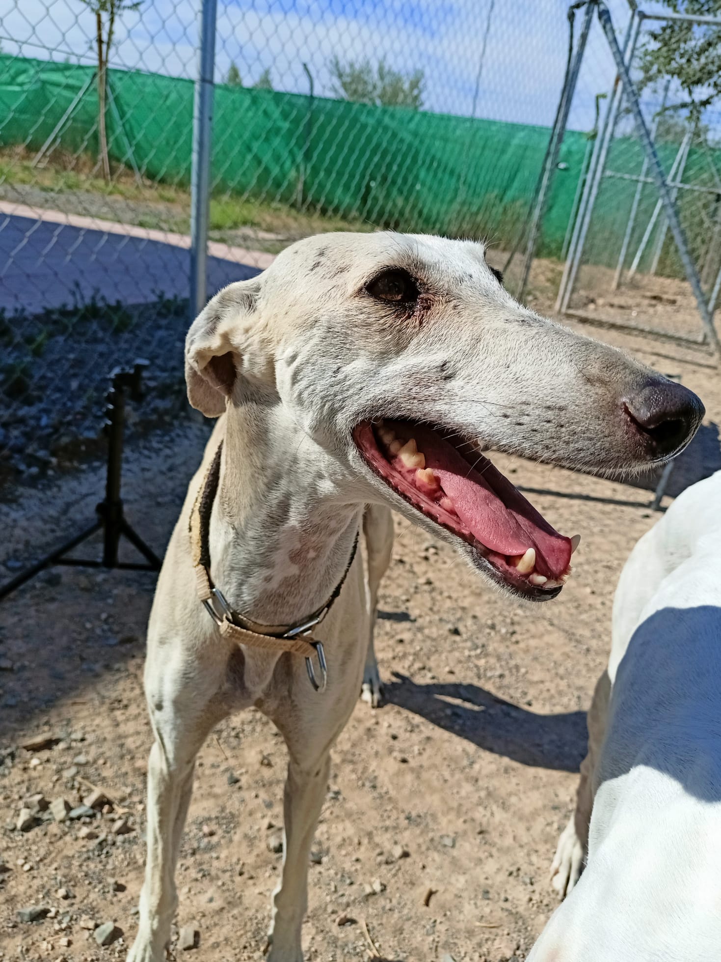 Almendra