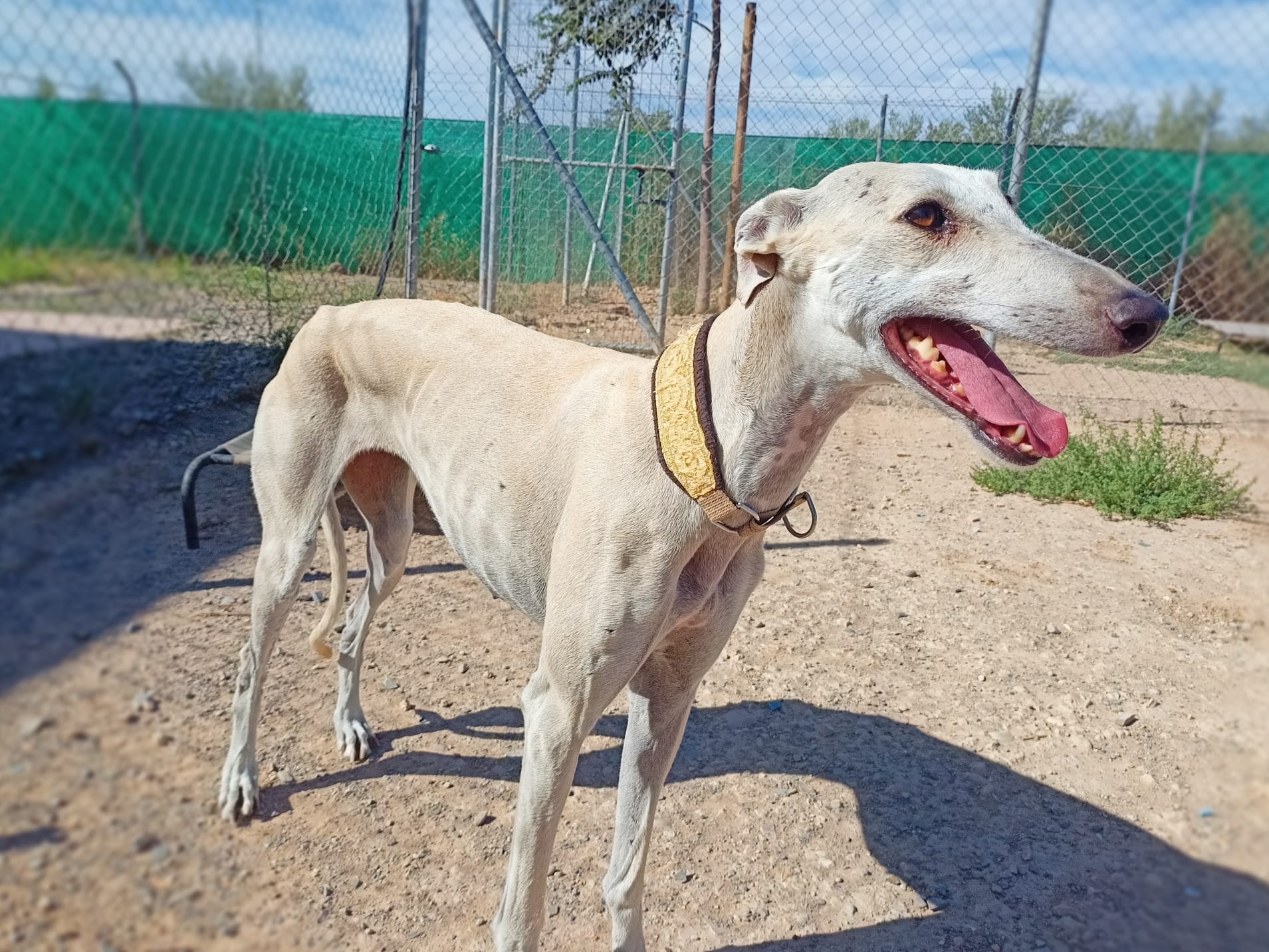 Almendra