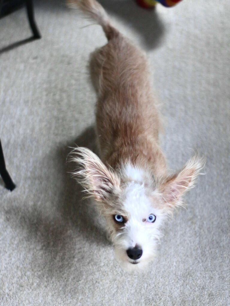 Dorito