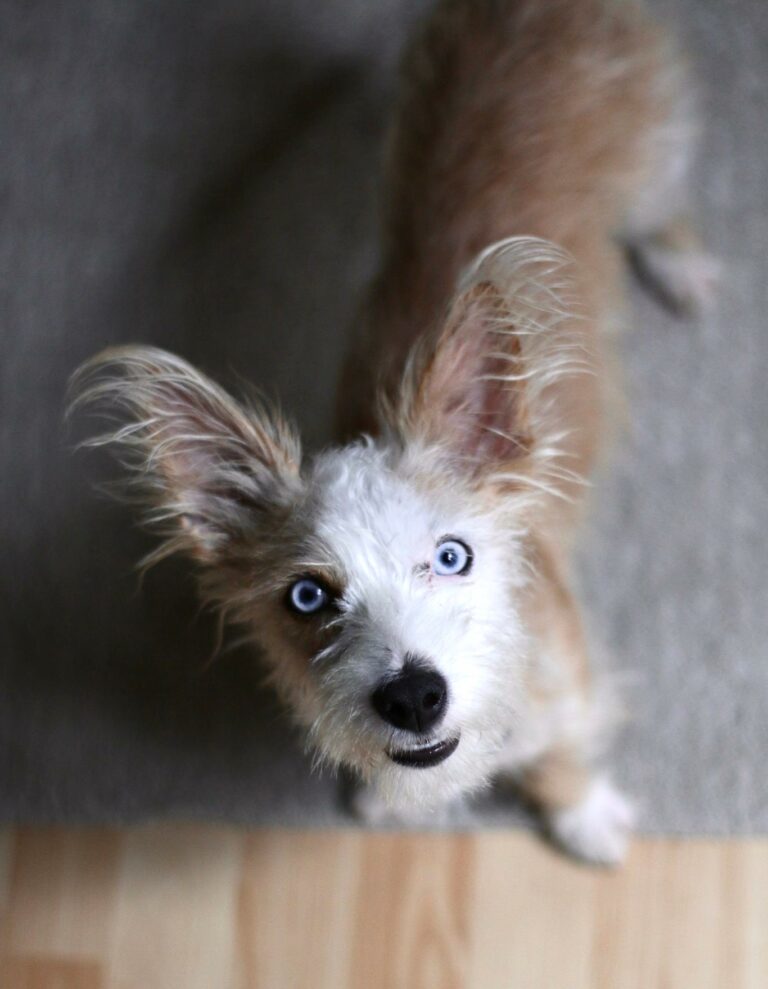 Dorito