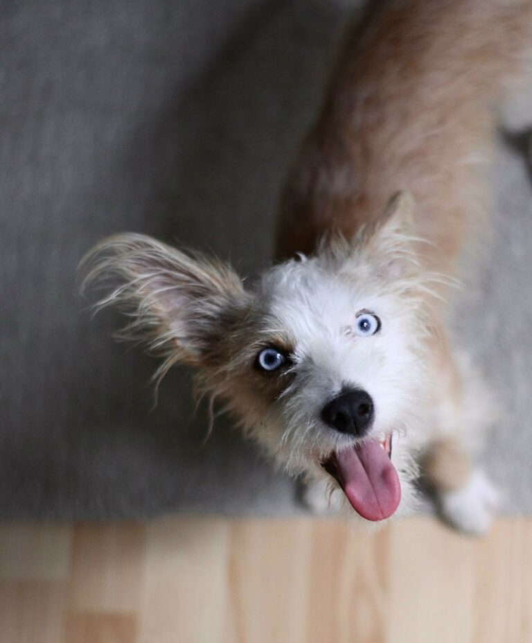 Dorito