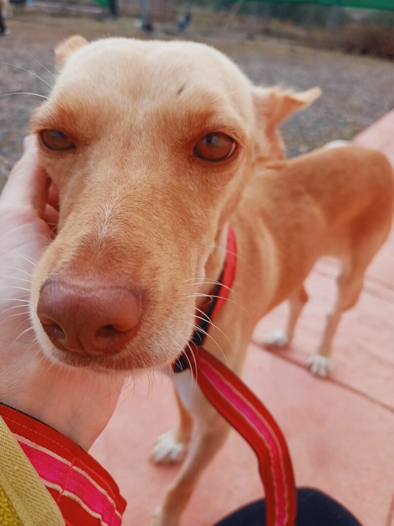 Sierra (jetzt Frida)
