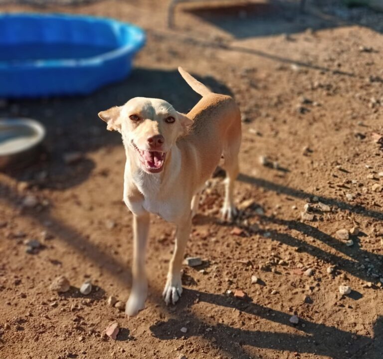 Sierra (jetzt Frida)