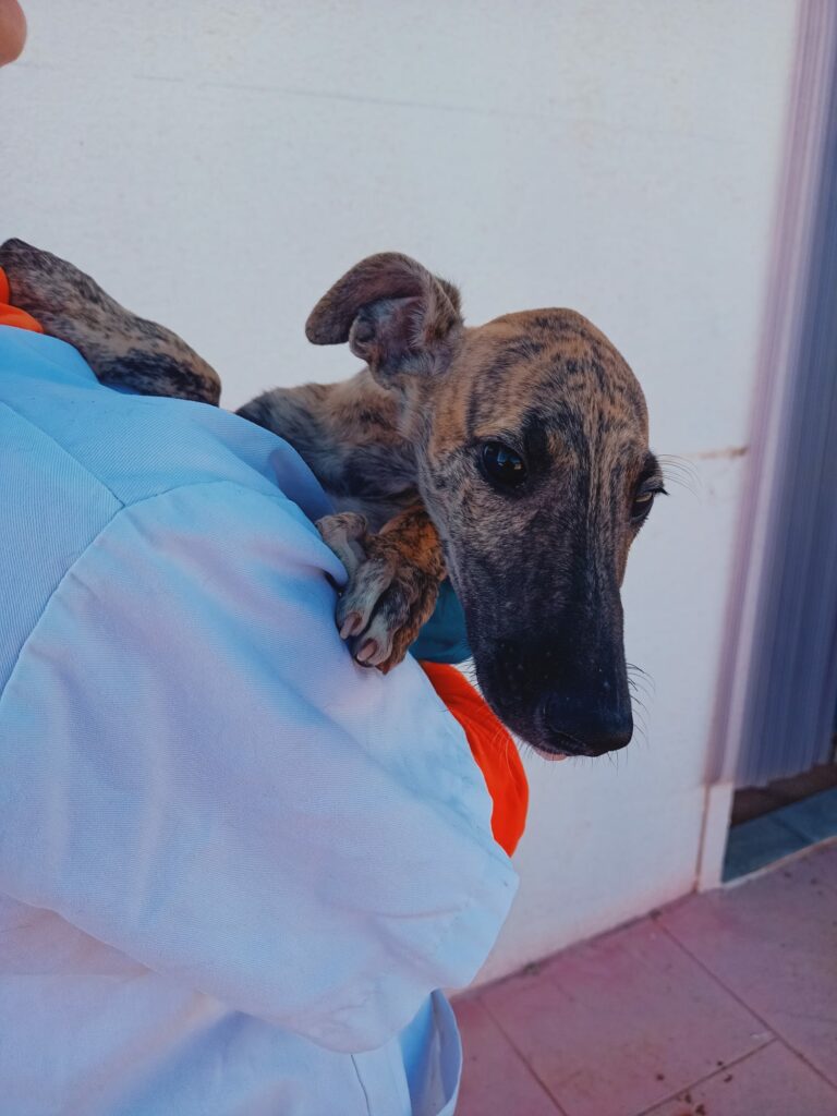 Milo