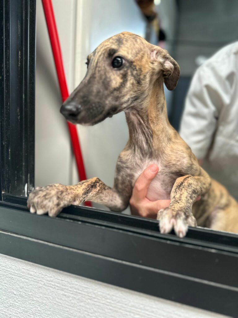 Milo