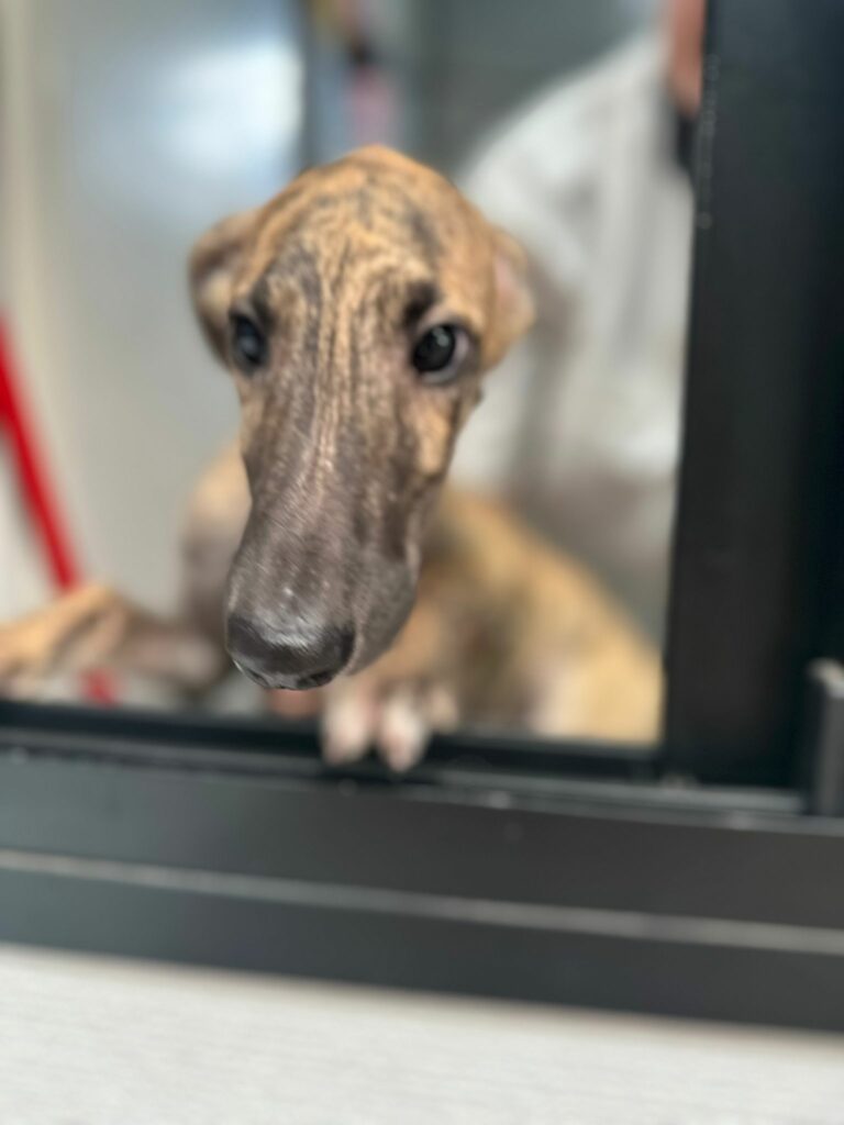 Milo