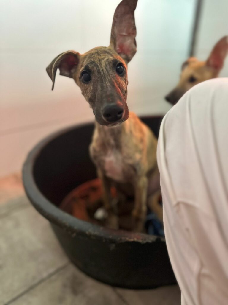 Milo