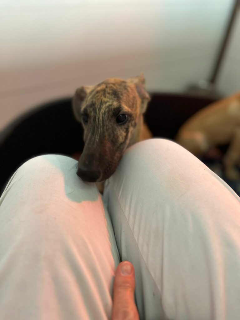 Milo