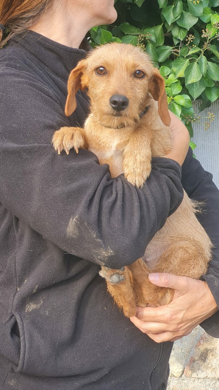 Cora