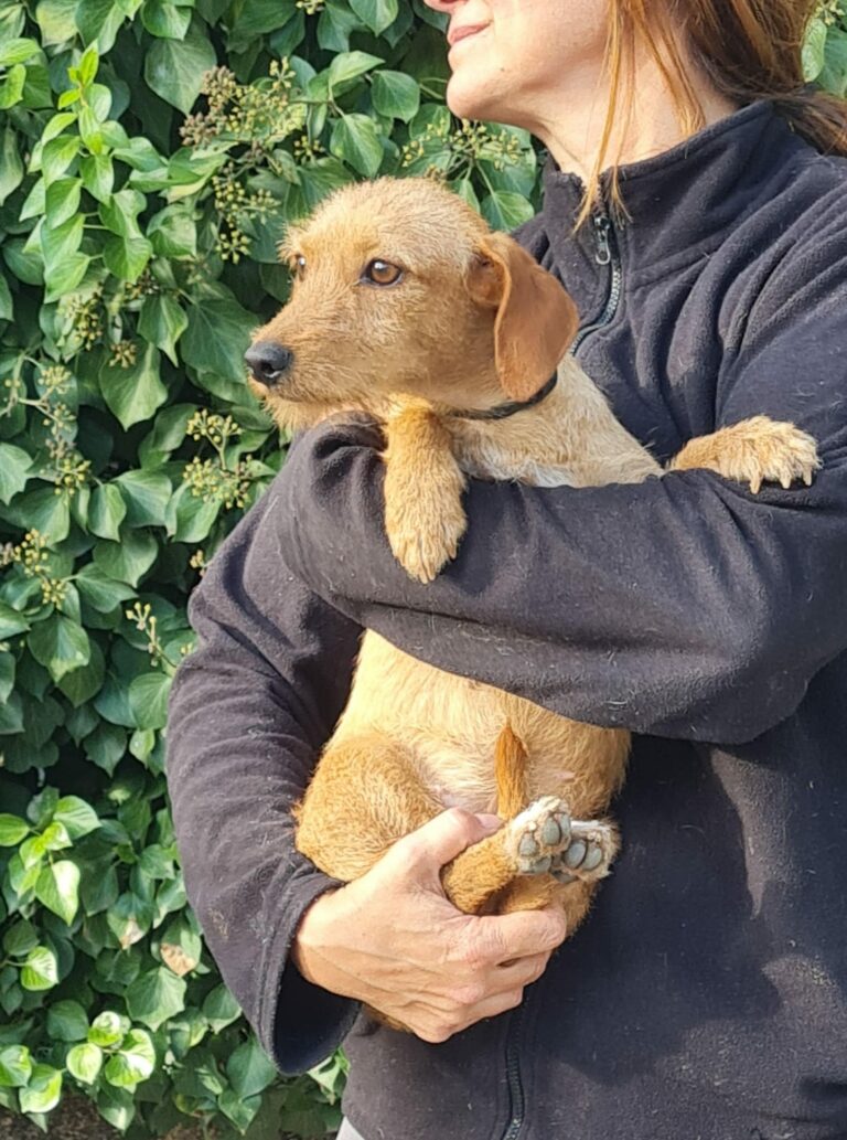 Cora