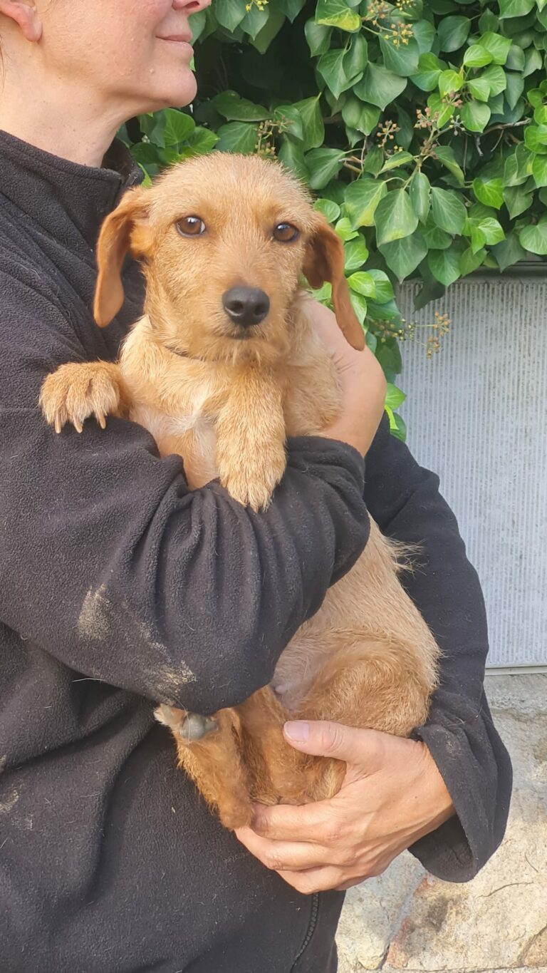 Cora