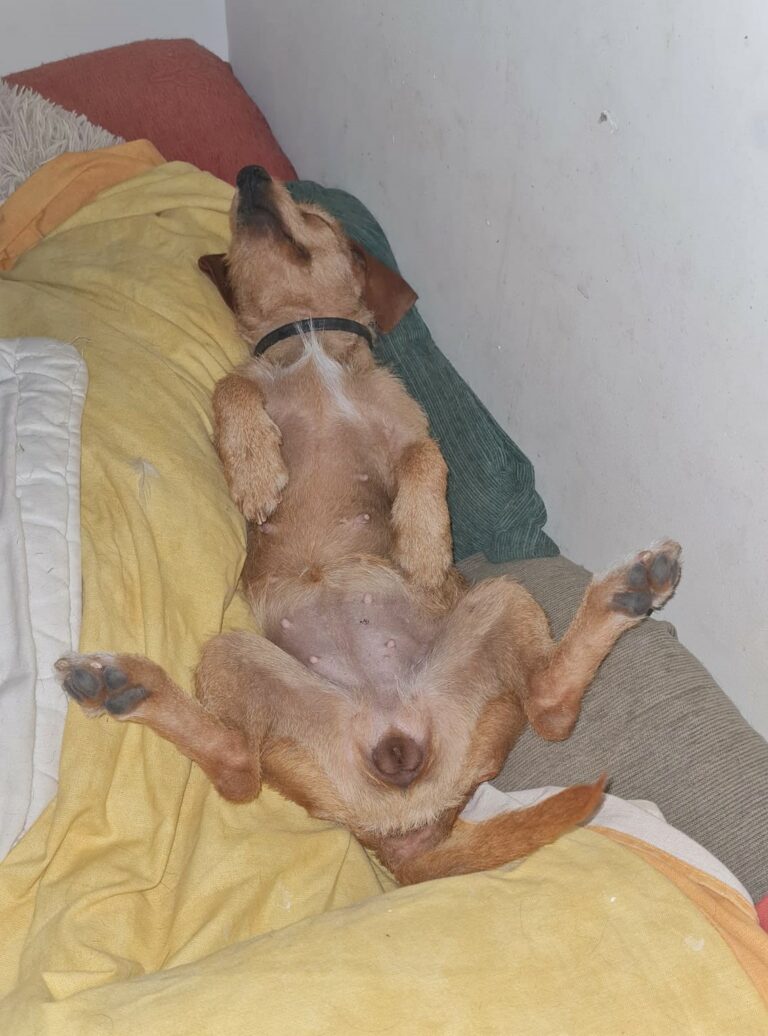 Cora