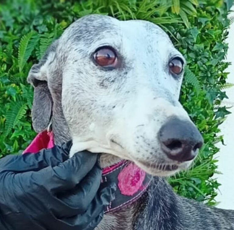 Mellie