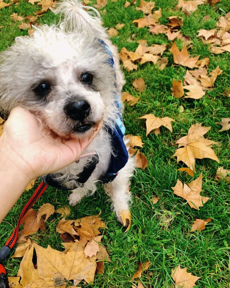 Toby