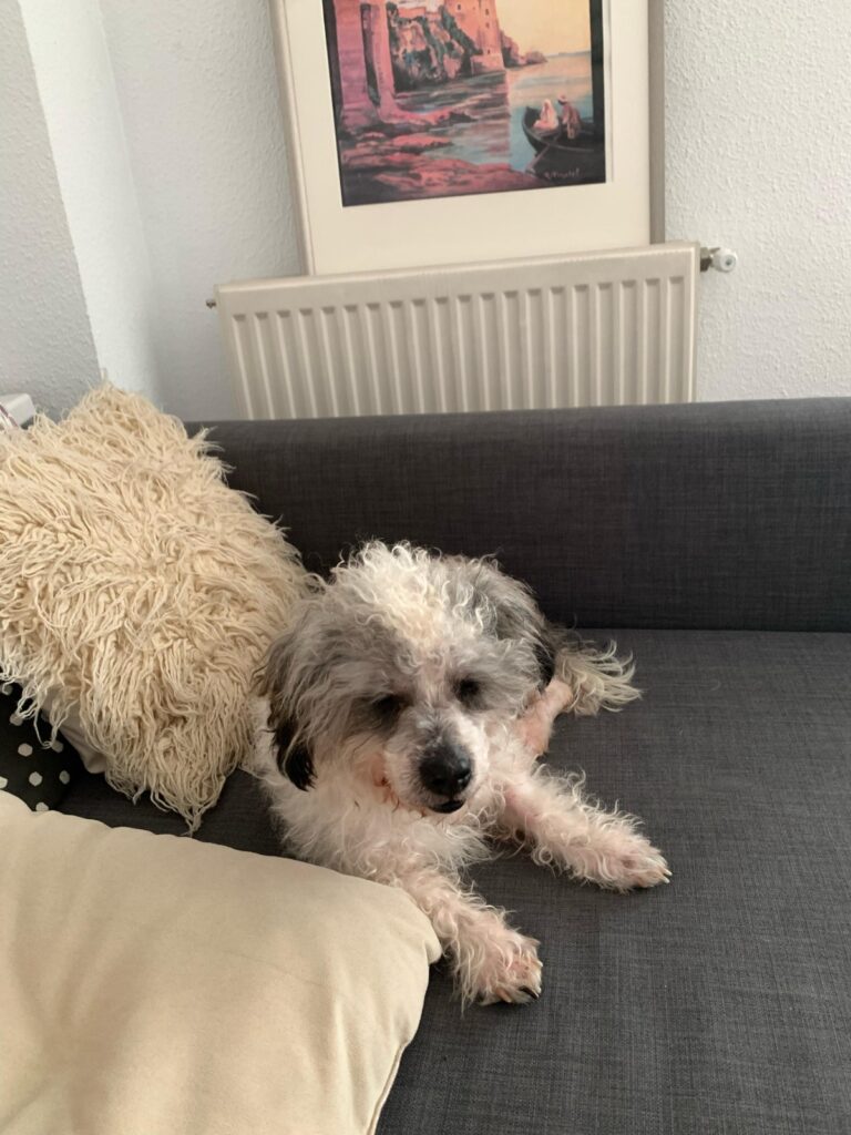 Toby