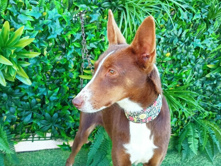 Holly