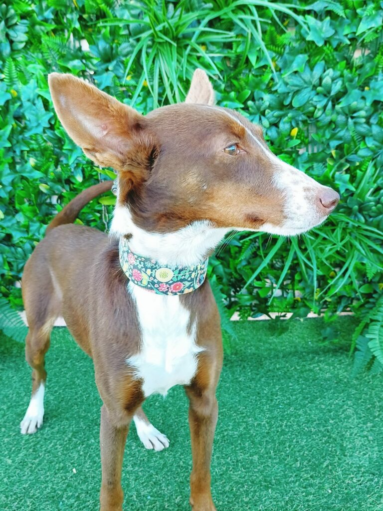 Holly