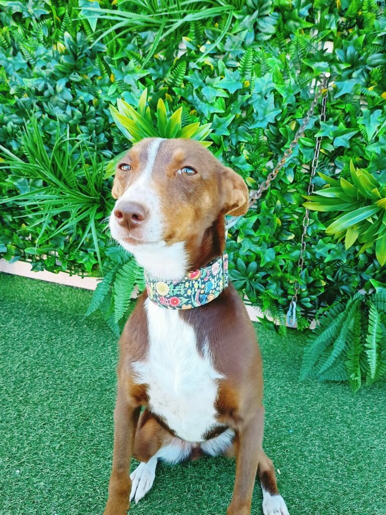 Holly