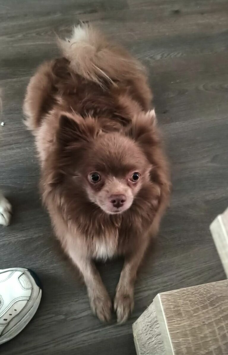 Arwen