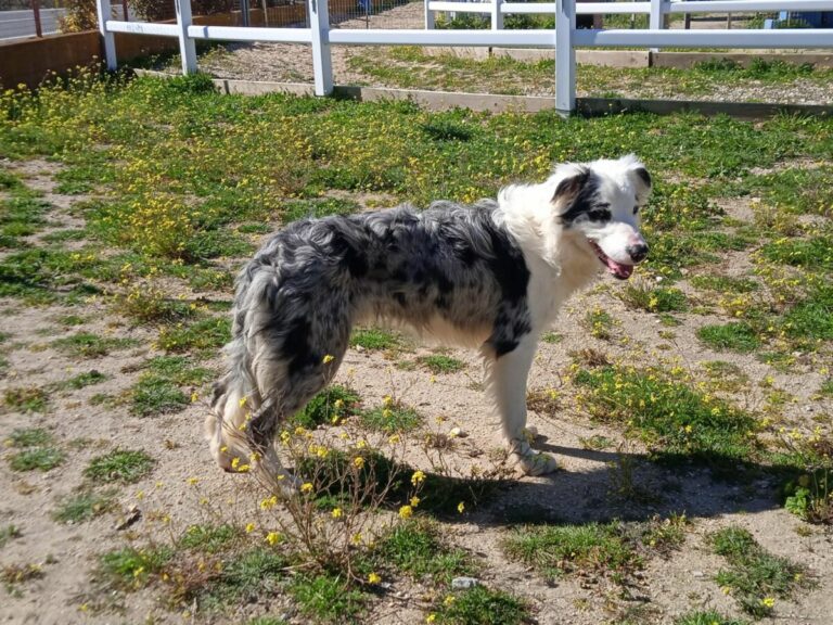 Comanche