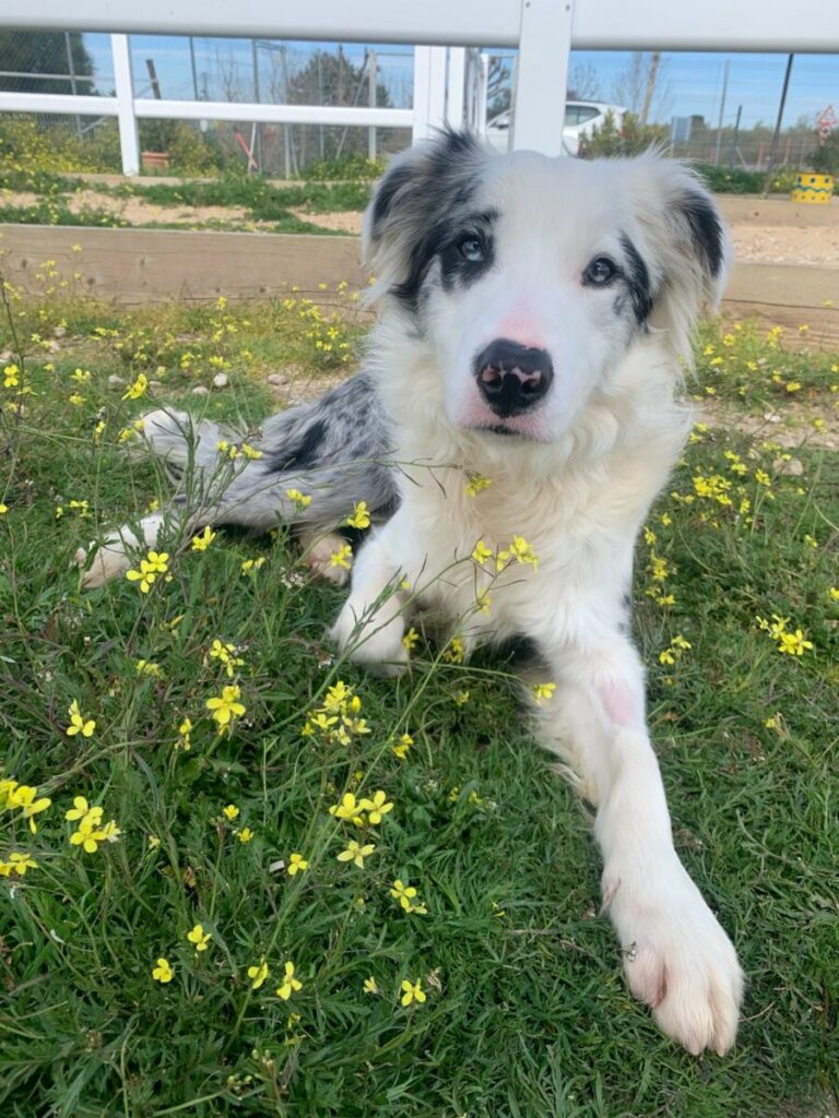 Comanche