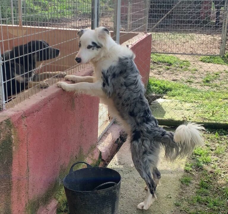 Comanche