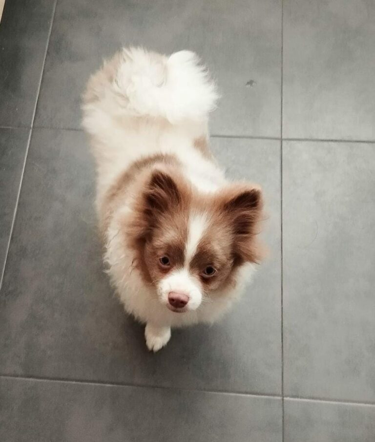 Hera