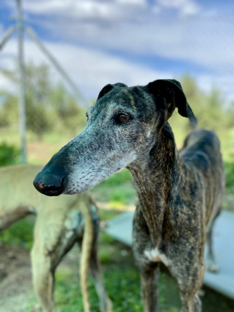 Nova