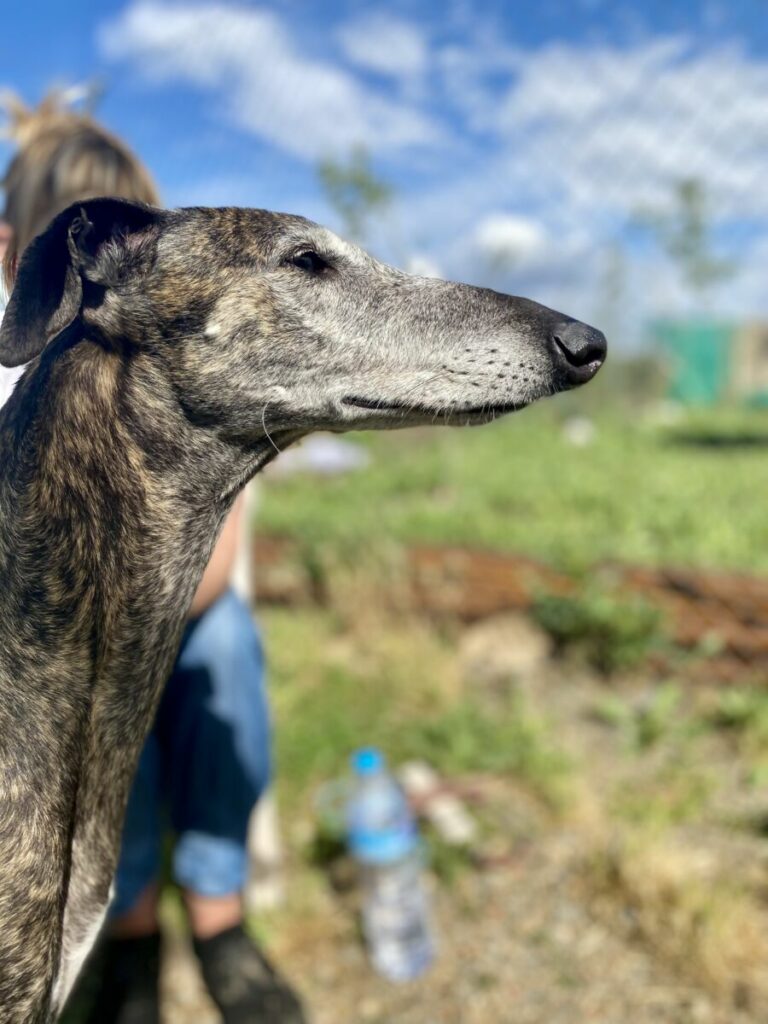 Nova