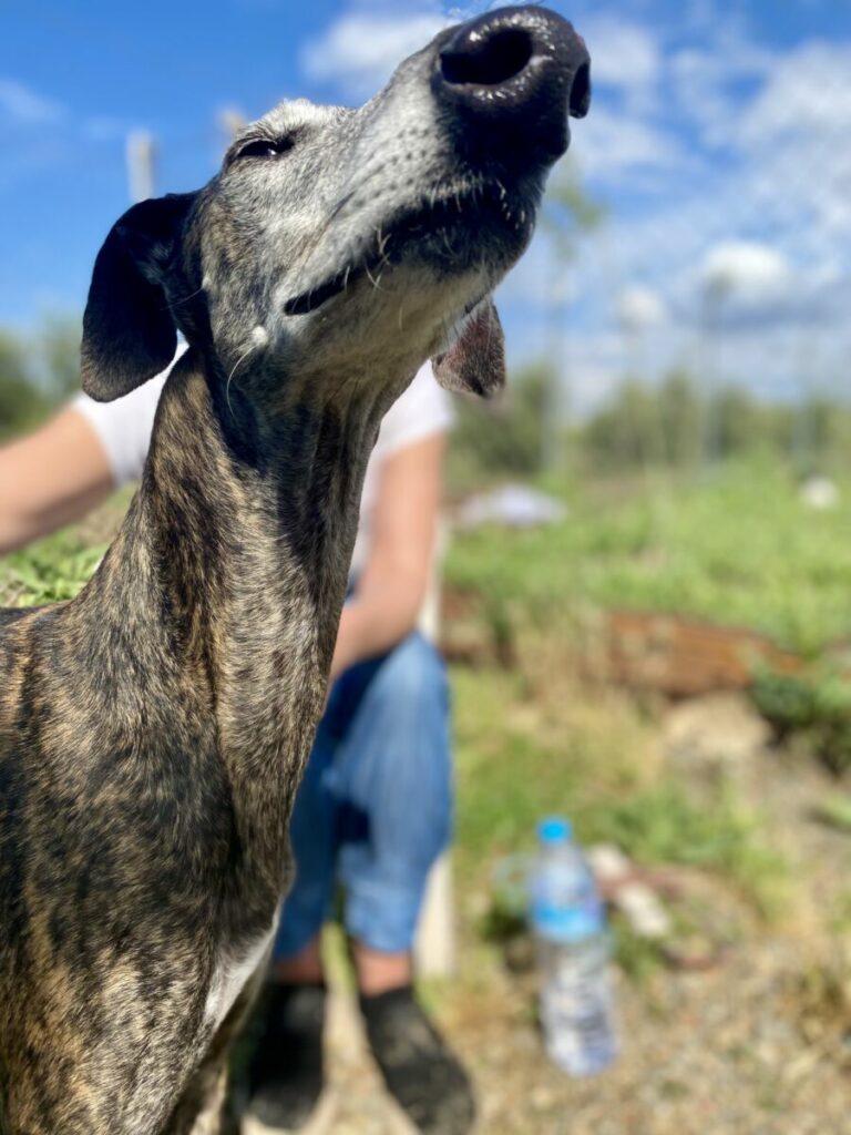 Nova
