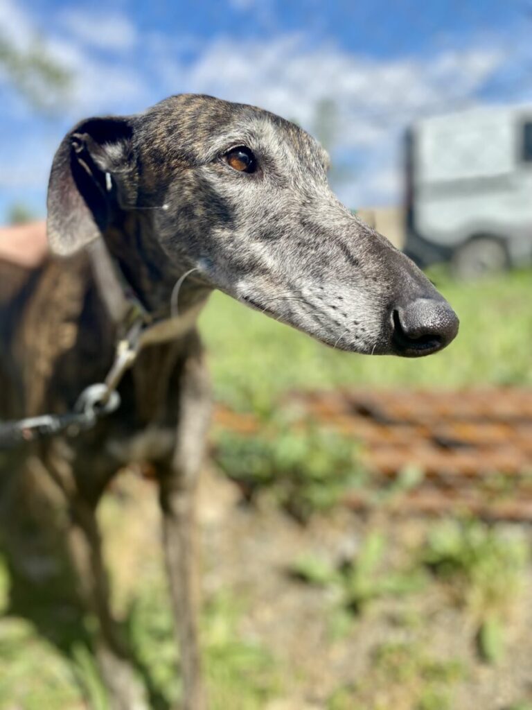 Nova