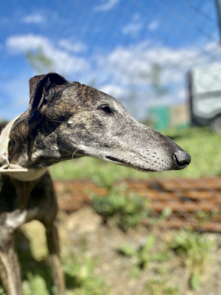 Nova