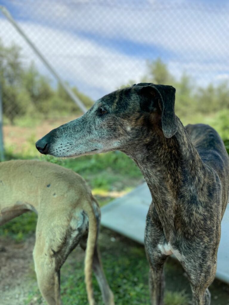 Nova