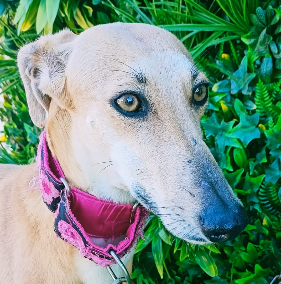 Darana Tierschutz Spanien e.V.