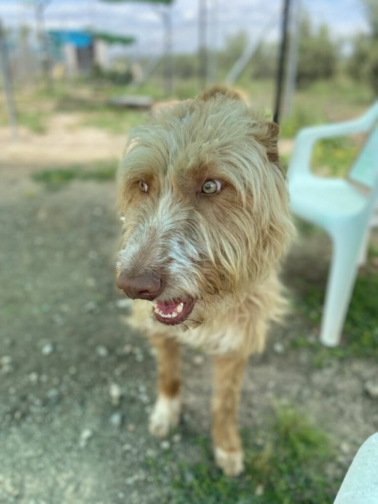Cesar