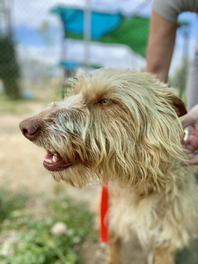 Cesar