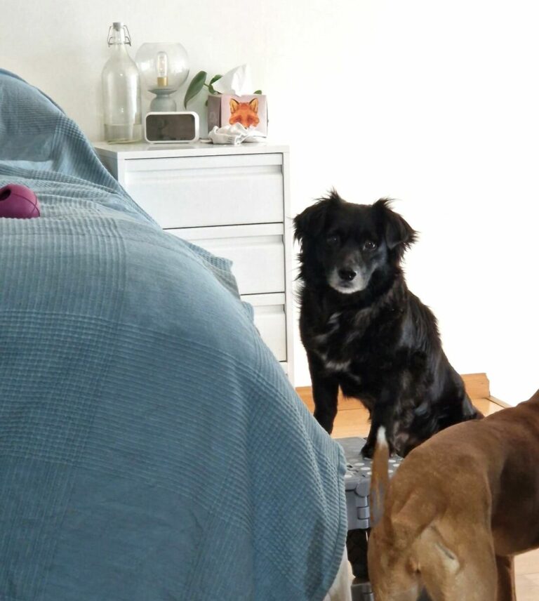 Mogli