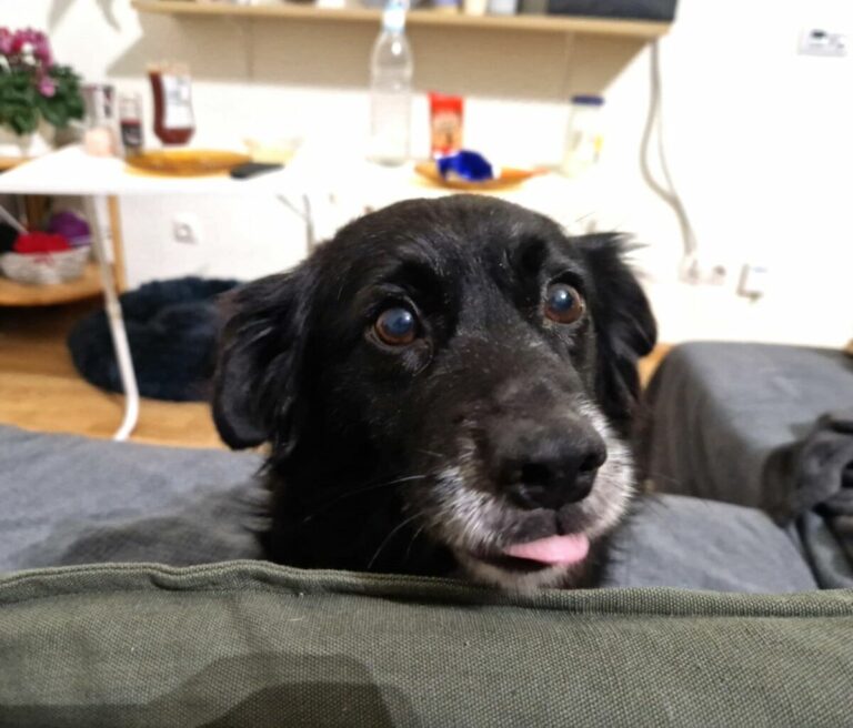 Mogli