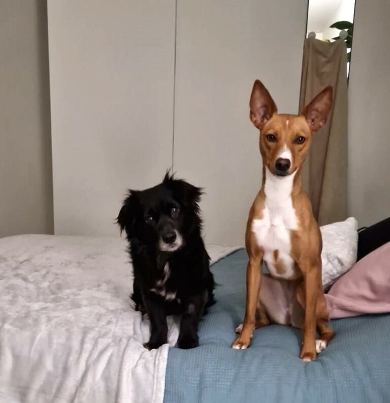 Mogli