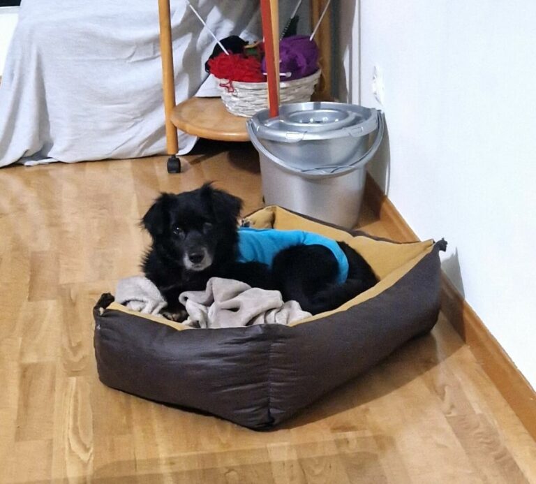 Mogli