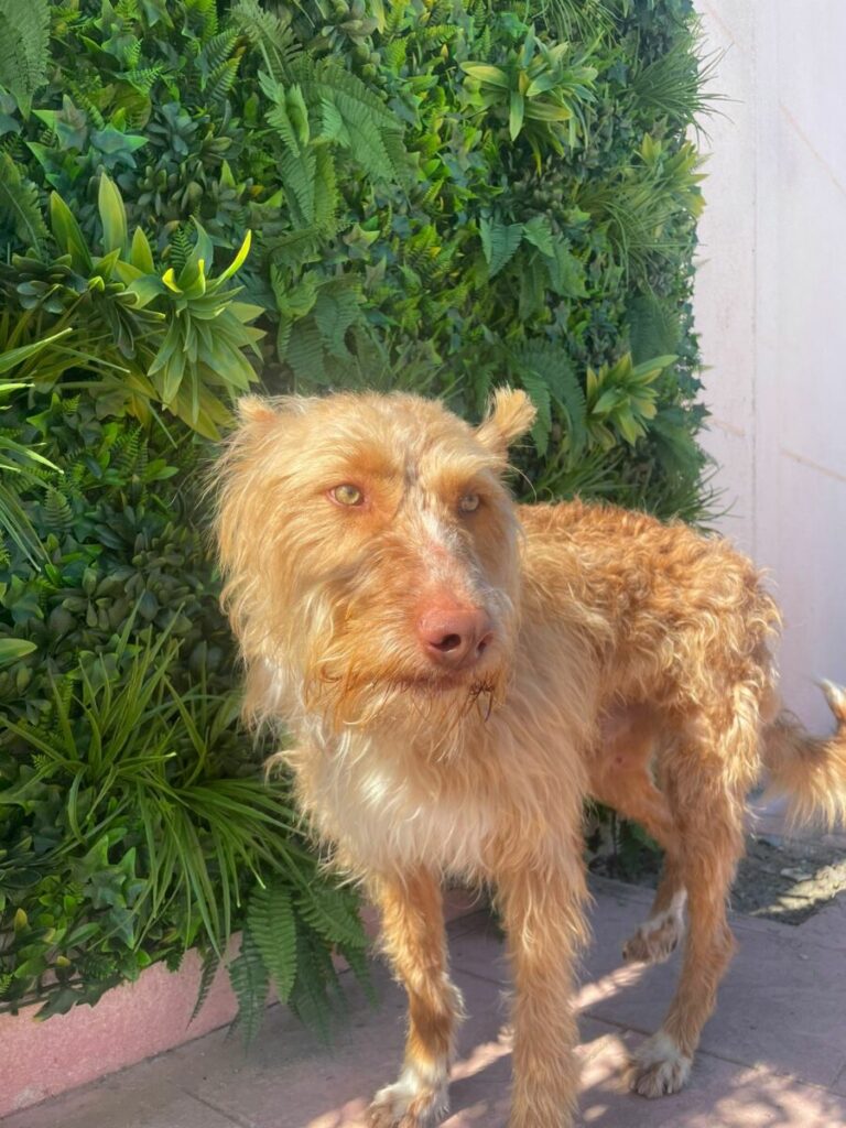 Cesar