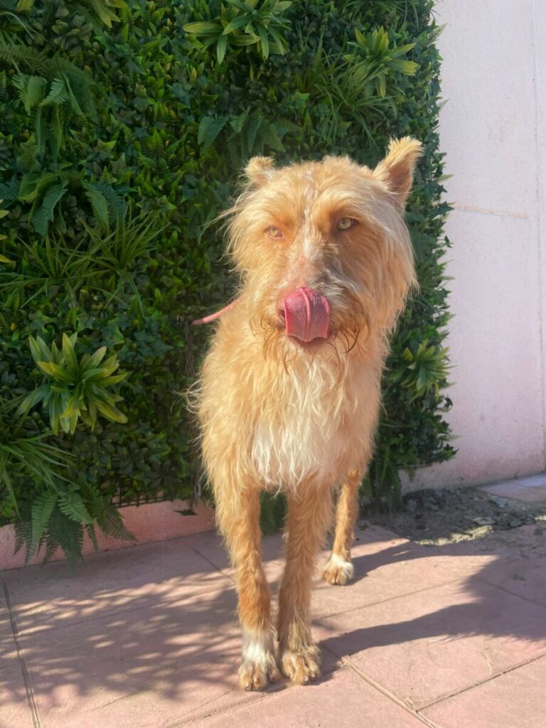 Cesar